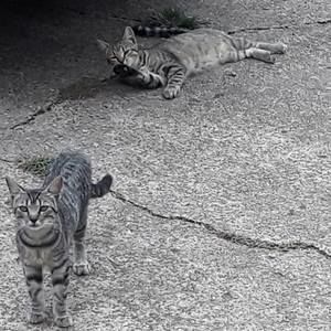 Meet your Posher, Tommy